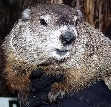 Punxsutawney Phil 