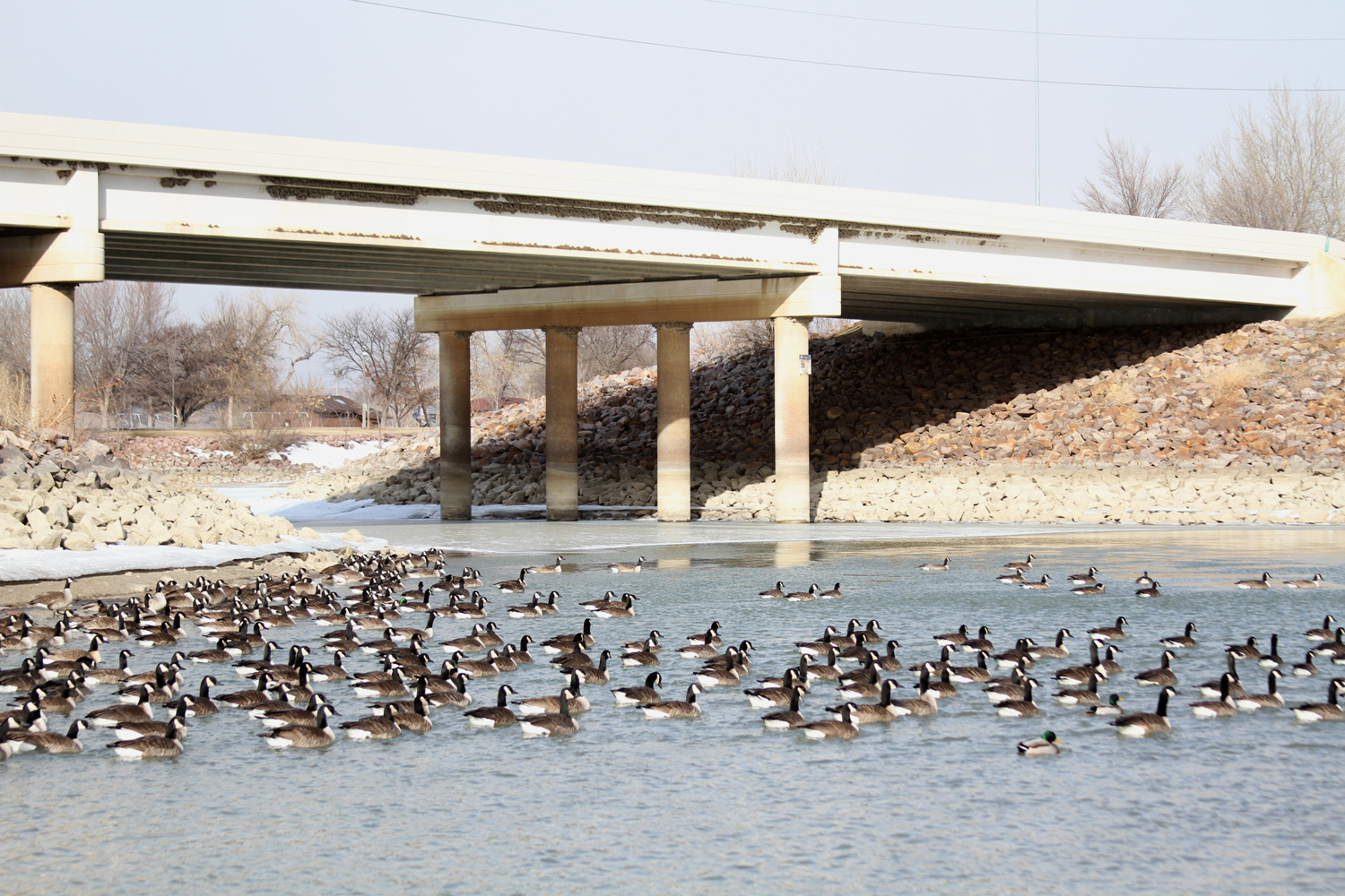 The Chamberlain community is home to hundreds of Canada geese.