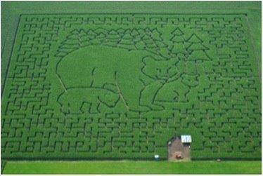 St. Joseph’s students and their mentors visited a corn maze. 