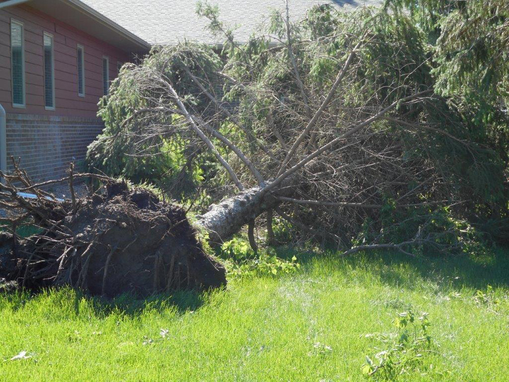 Several trees were lost, but we’re thankful that no one was injured in last week’s storms. 