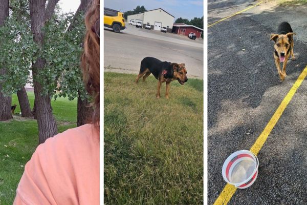 The dog was so fearful of humans and wouldn't get close in the beginning. 